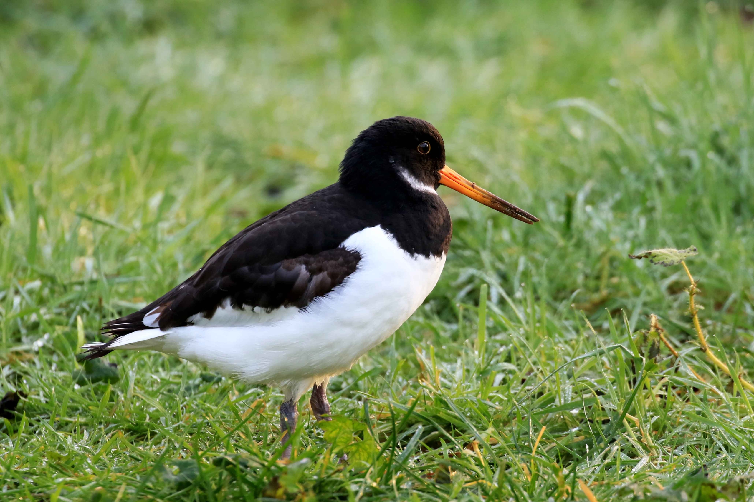 Wildpark NRW - Biotopwildpark Anholter Schweiz