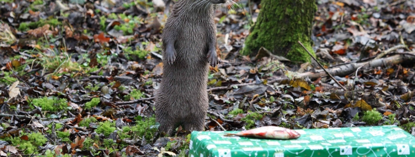 Wildpark NRW - Biotopwildpark Anholter Schweiz