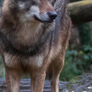 Wildpark NRW - Biotopwildpark Anholter Schweiz